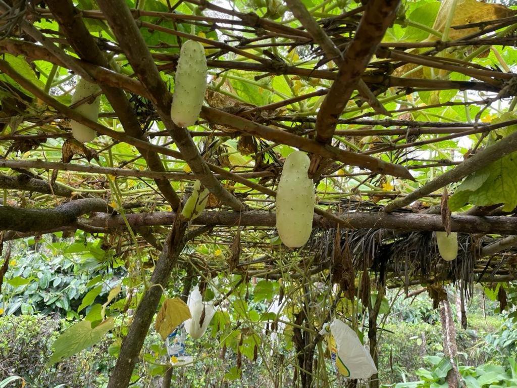 New Organic Home Stay Mudigere Buitenkant foto