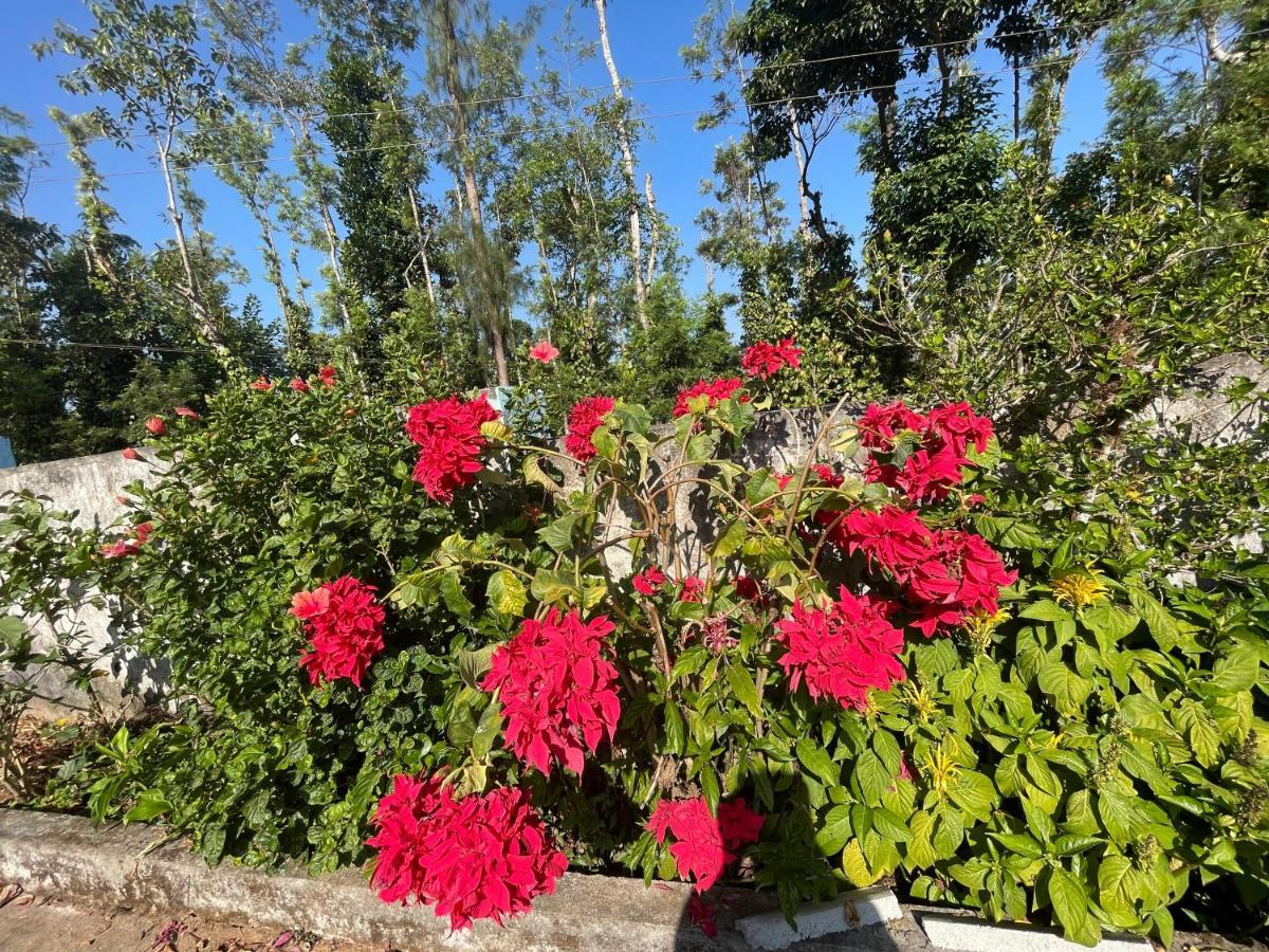 New Organic Home Stay Mudigere Buitenkant foto